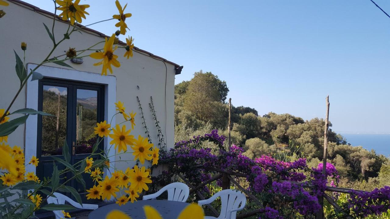 Gli Ulivi Agriturismo Sant'Agnello Εξωτερικό φωτογραφία