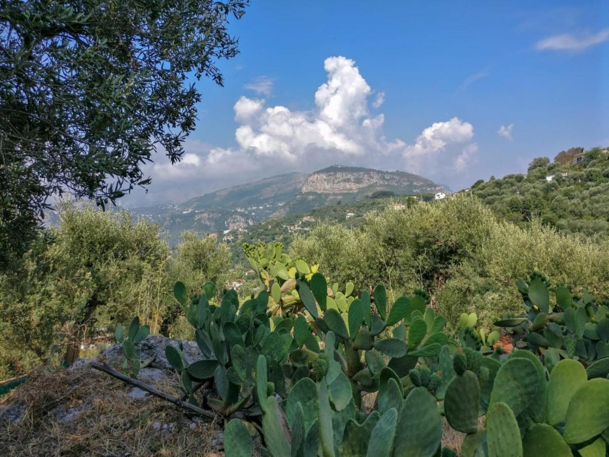 Gli Ulivi Agriturismo Sant'Agnello Εξωτερικό φωτογραφία